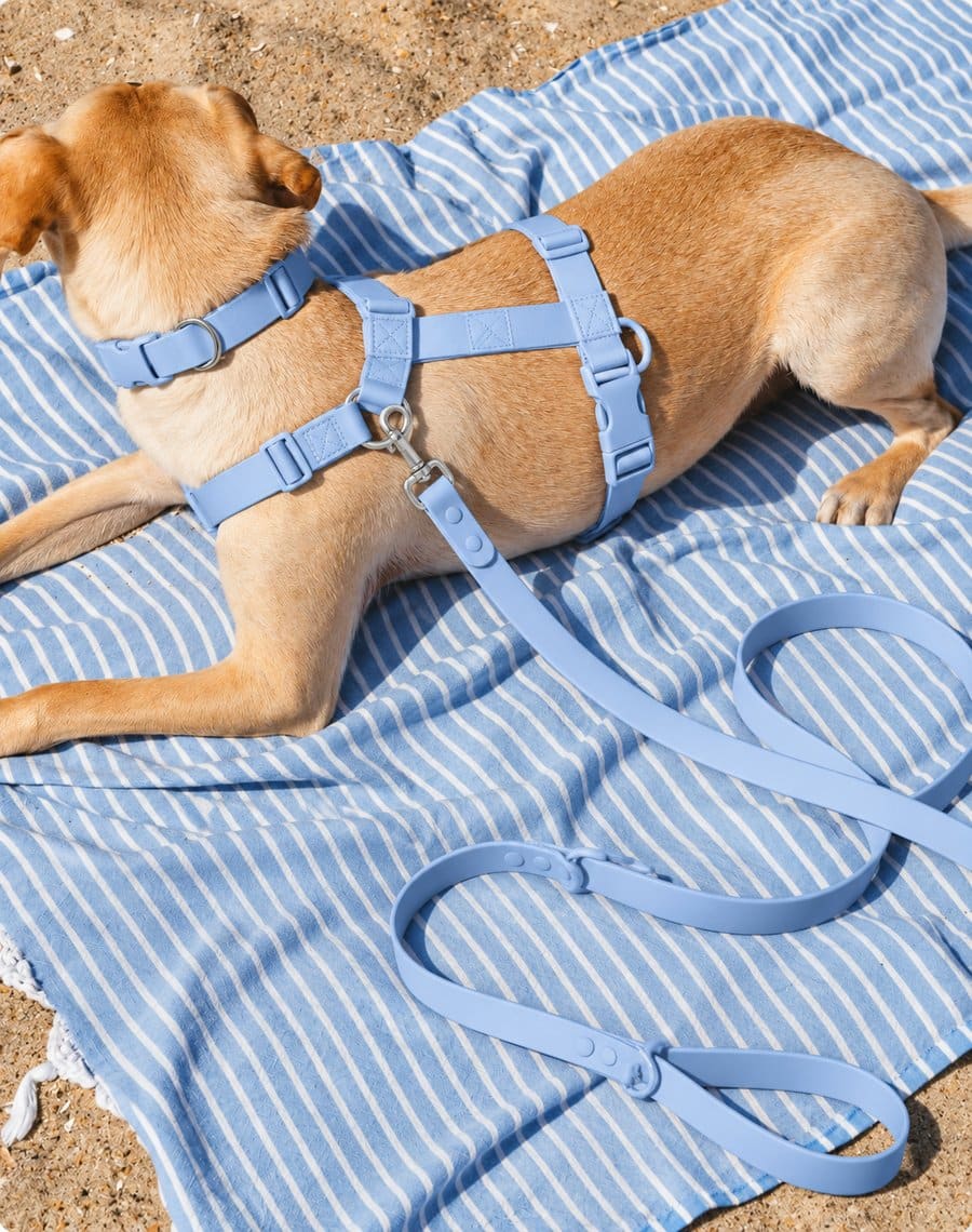 Publicación de Instagram Wuuff Puppy