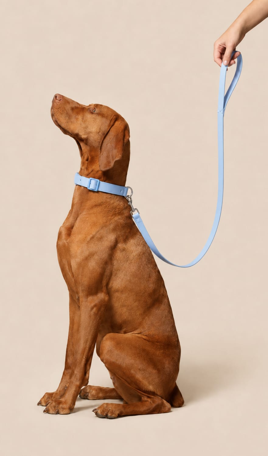 Perro sentado con collar y correa Wuuff Puppy