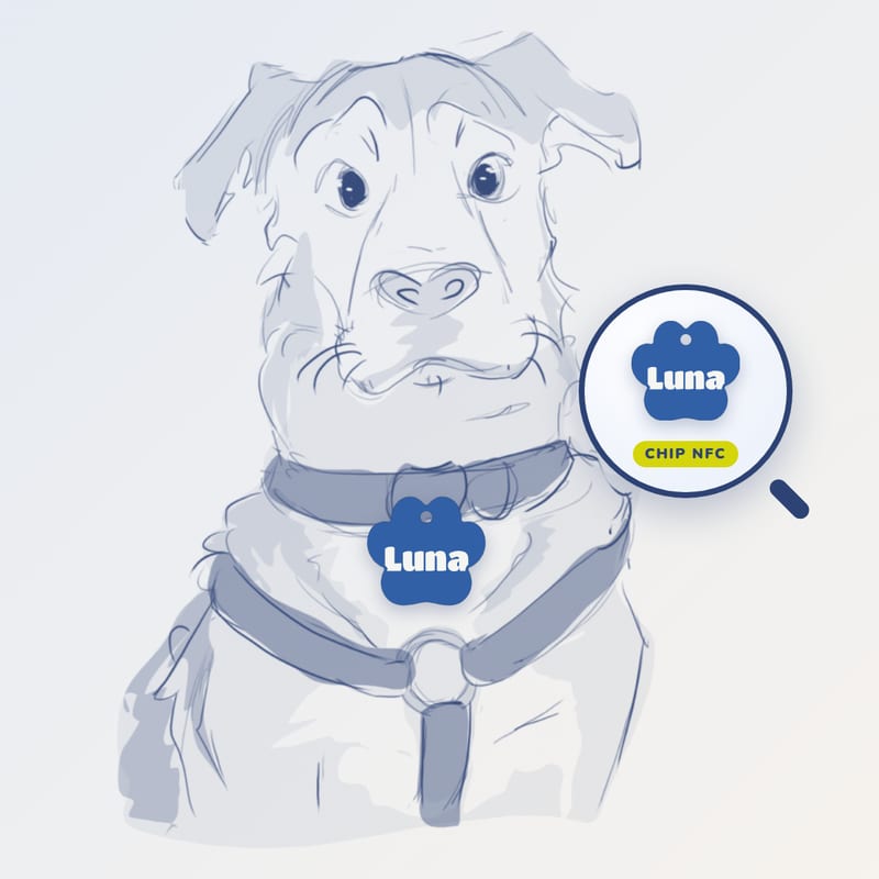 ¿Qué hacer si se pierde mi perro? Guía paso a paso en Bogotá